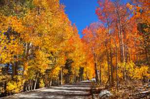 Aspens along North Lake road-0266 Aspens along North Lake road-0266